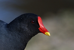 David Plant Photography - Wildlife Photographer - Moorhen head - A